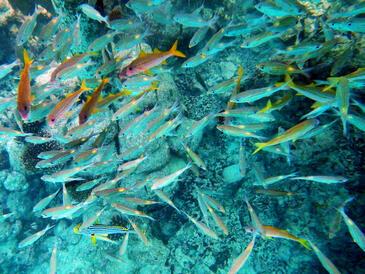 Banana Fish, Maldives © Etienne Pierart